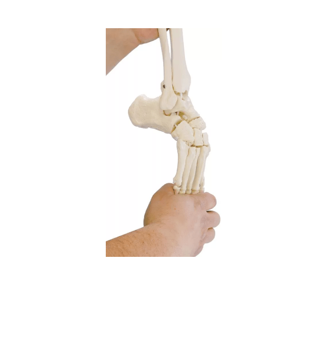 Zusatzausstattung flexibler Fuß, rechts - Erler - Zimmer